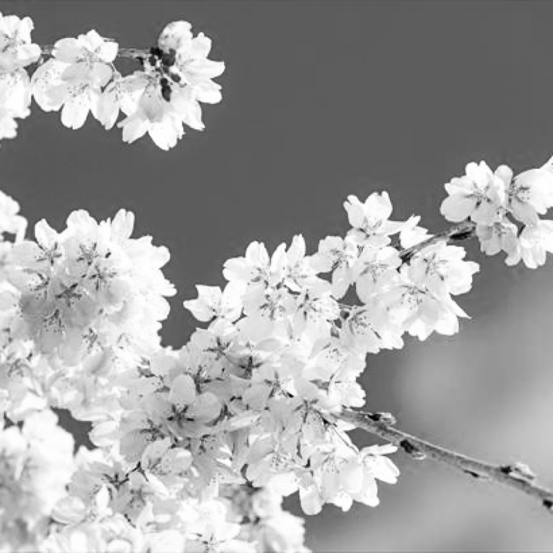 SAKURA      いきものがかり