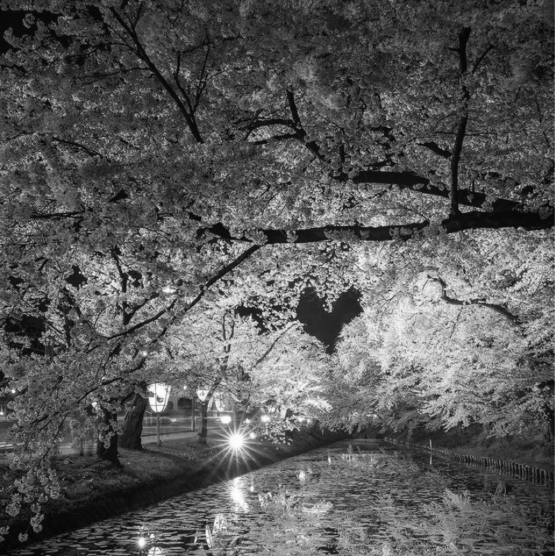 夜桜お七　　　坂本冬美