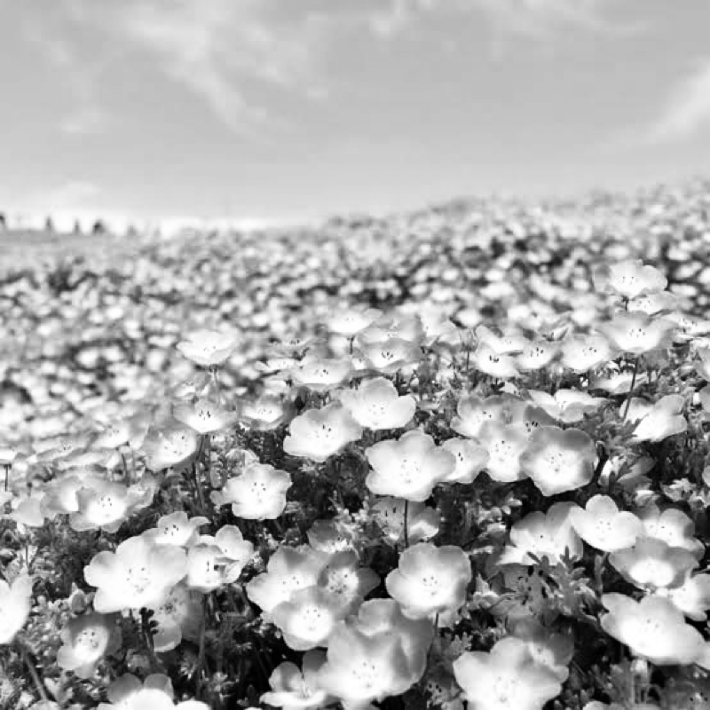 みずいろの雨　八神純子