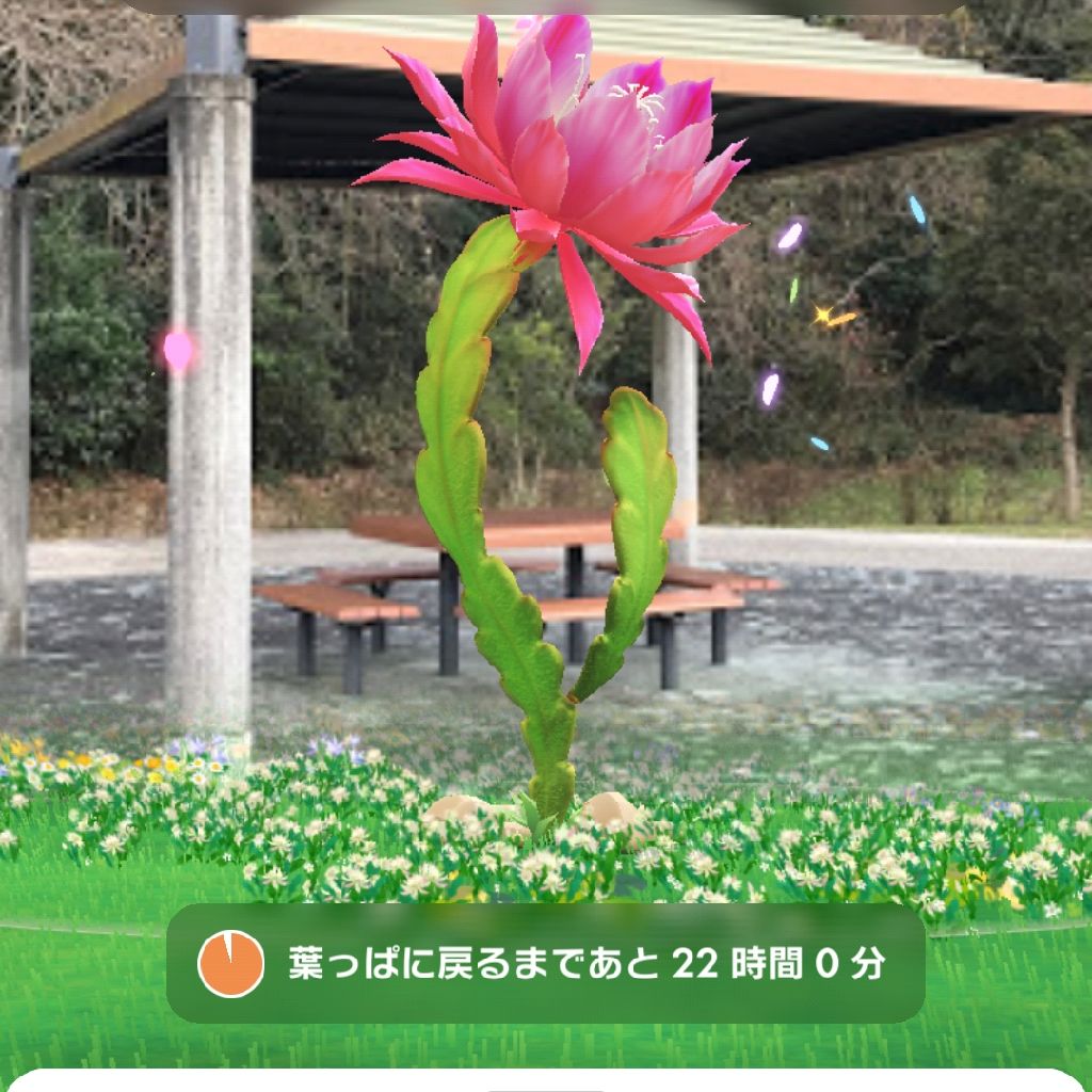 ピクミン散歩
