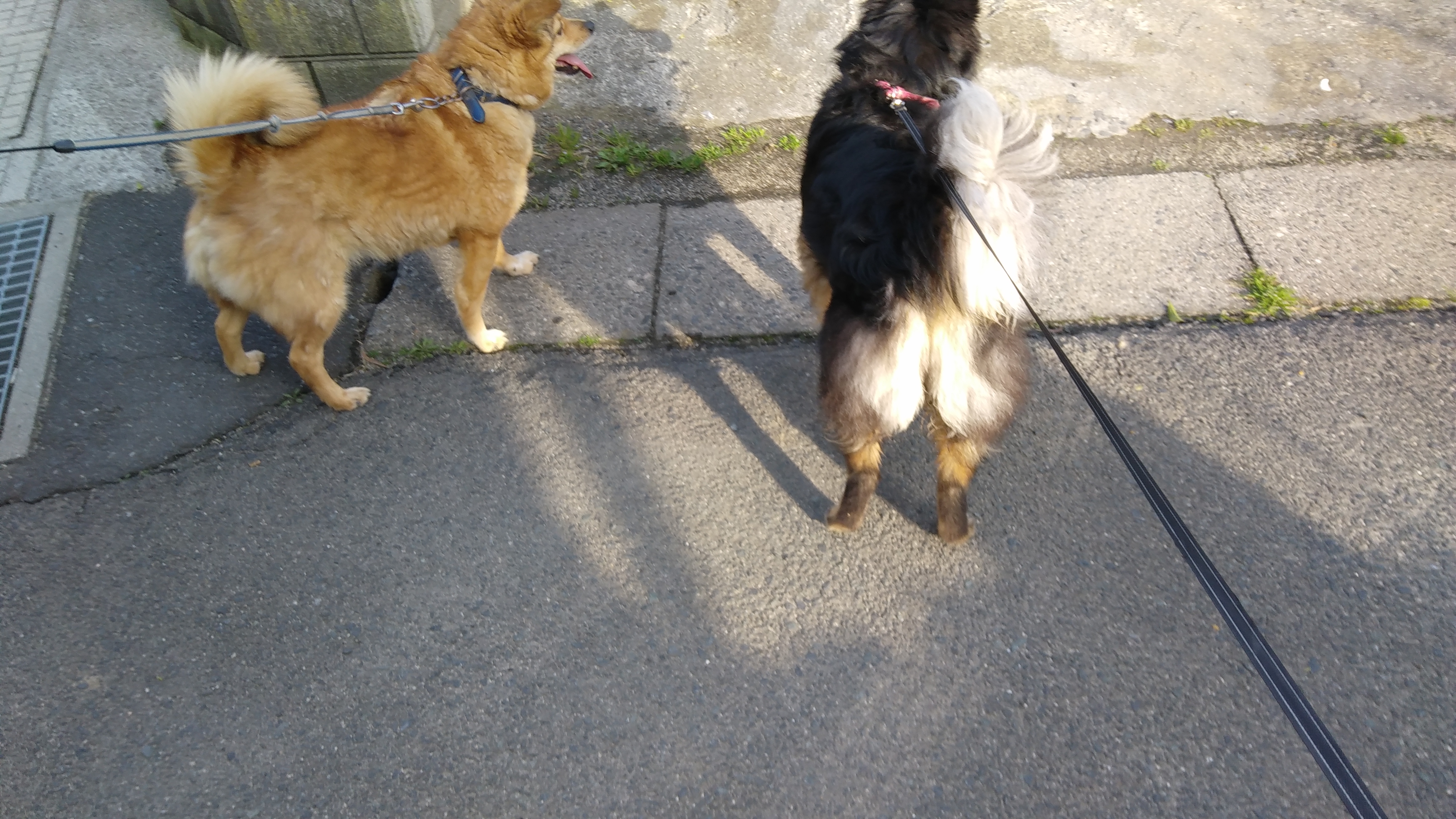 おちゃかい！（原稿をしろ！）