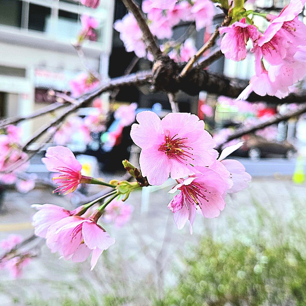 美容に目覚めたいまるこ