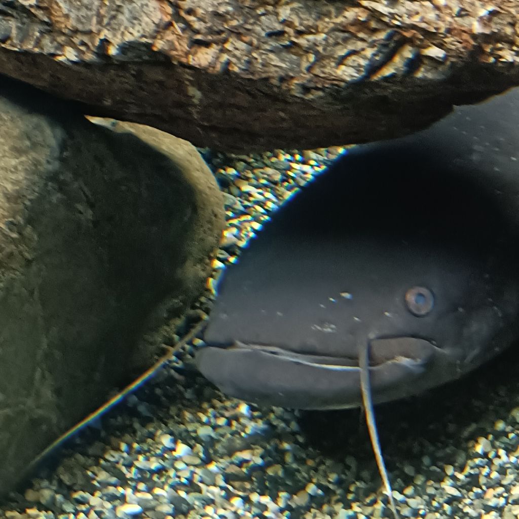 ブラックバスを食べたくて