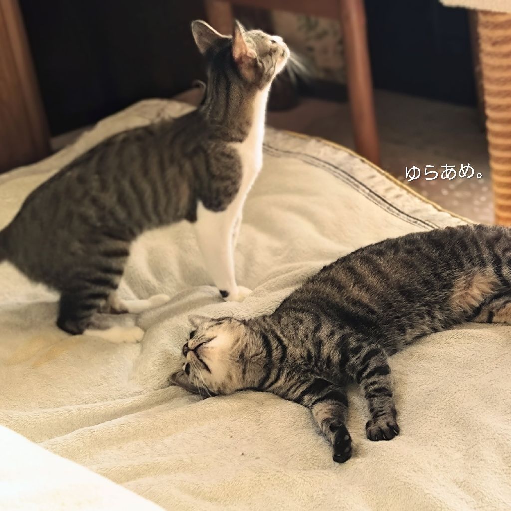 *トワズカタリ*r