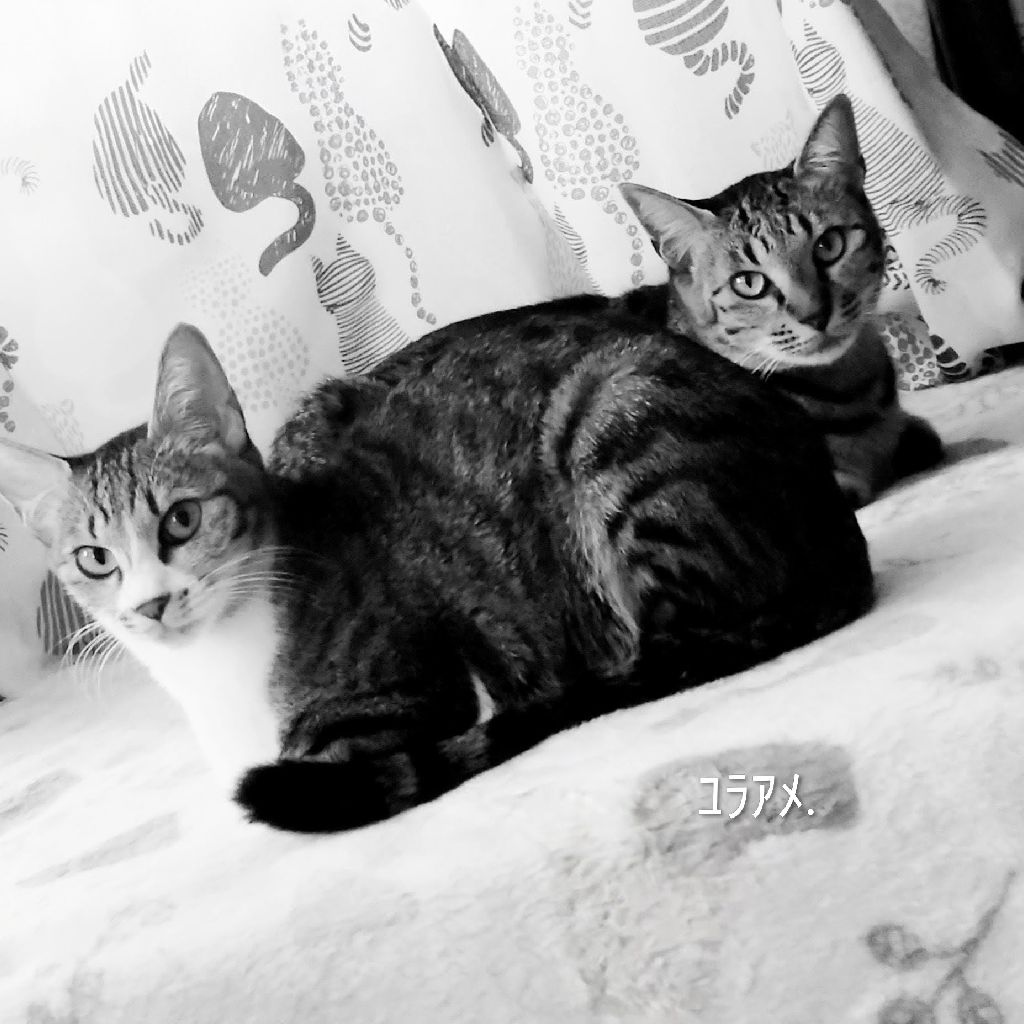 ﾕﾗｱﾒ.（ゆらあめ)