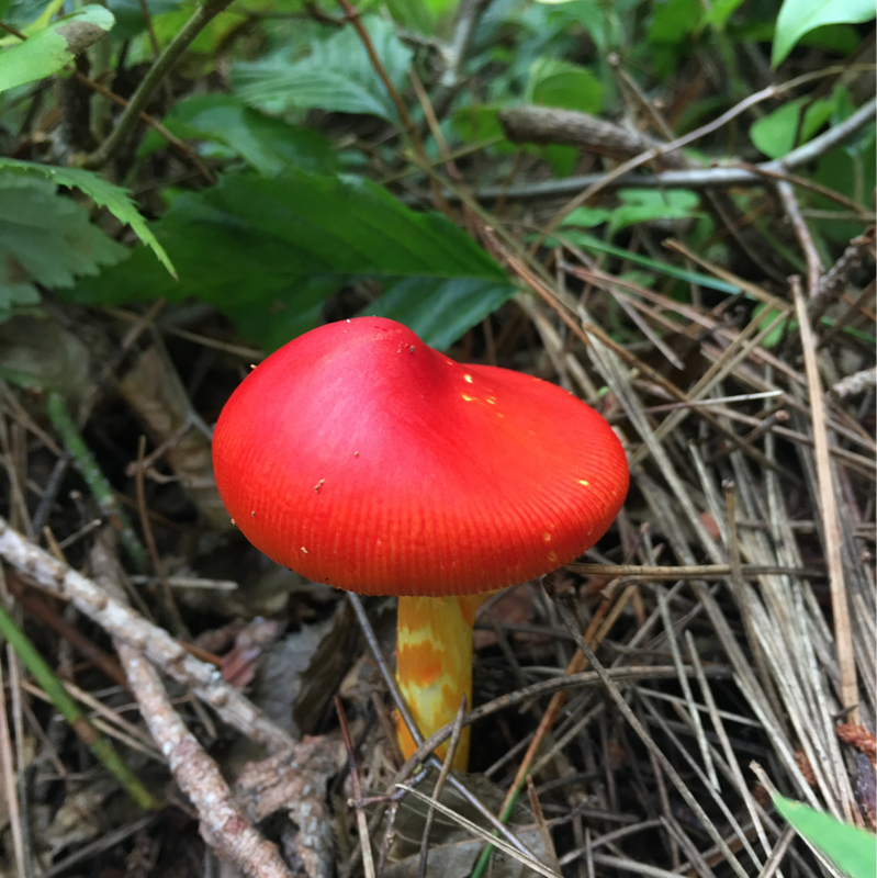 ドラゴンボール