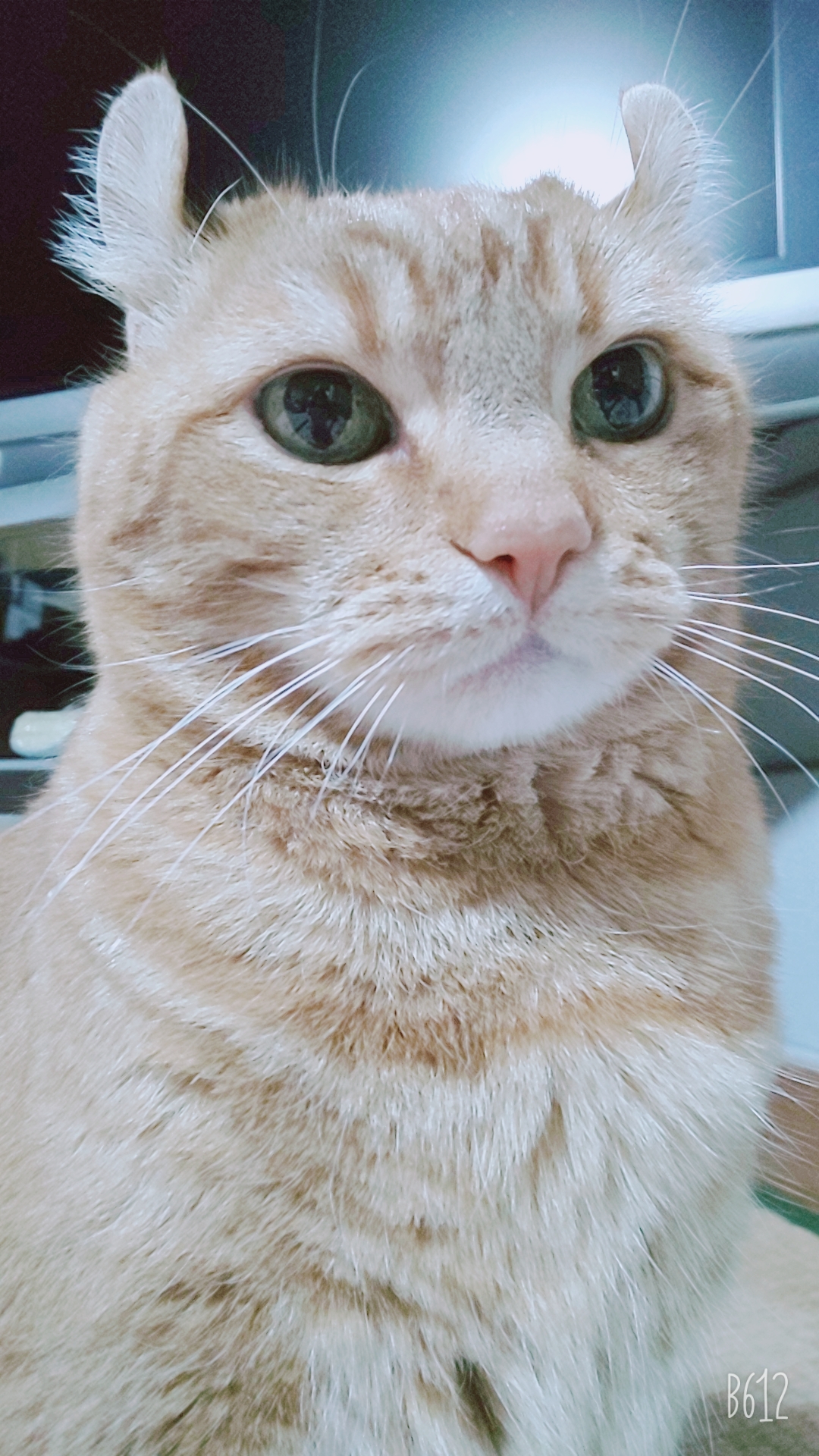 にゃんとちょぎが大好きなおたく