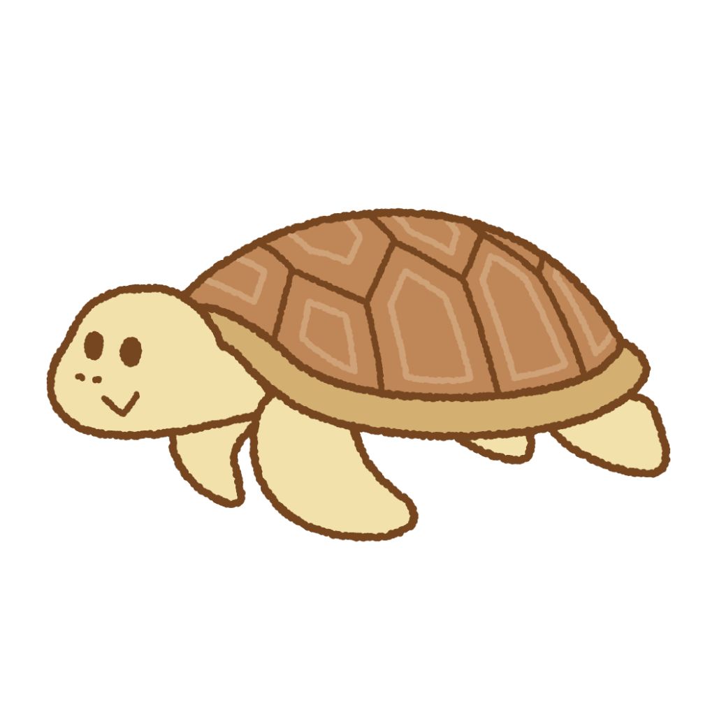 祝ガメ誕