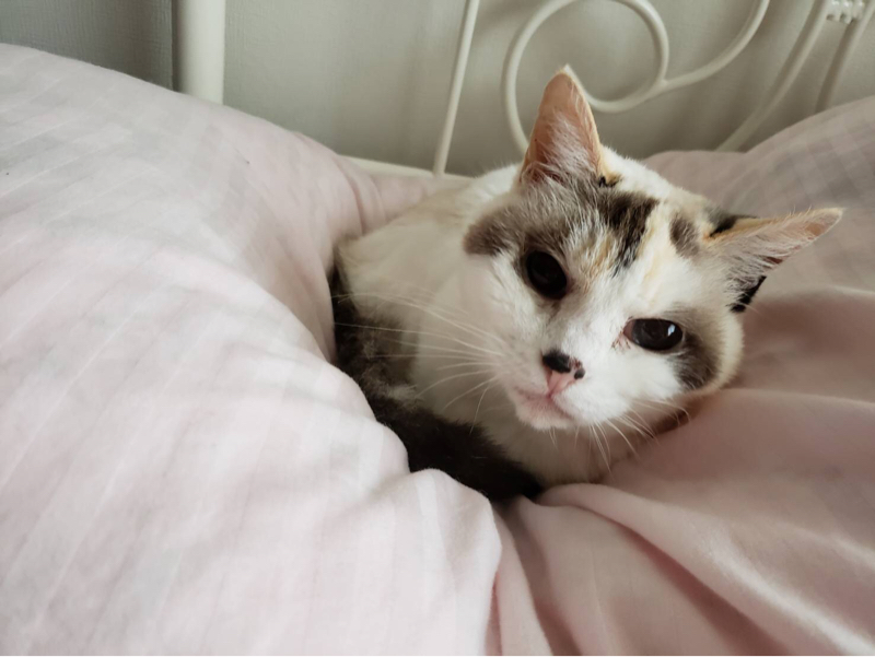 ハイサークルテンプル