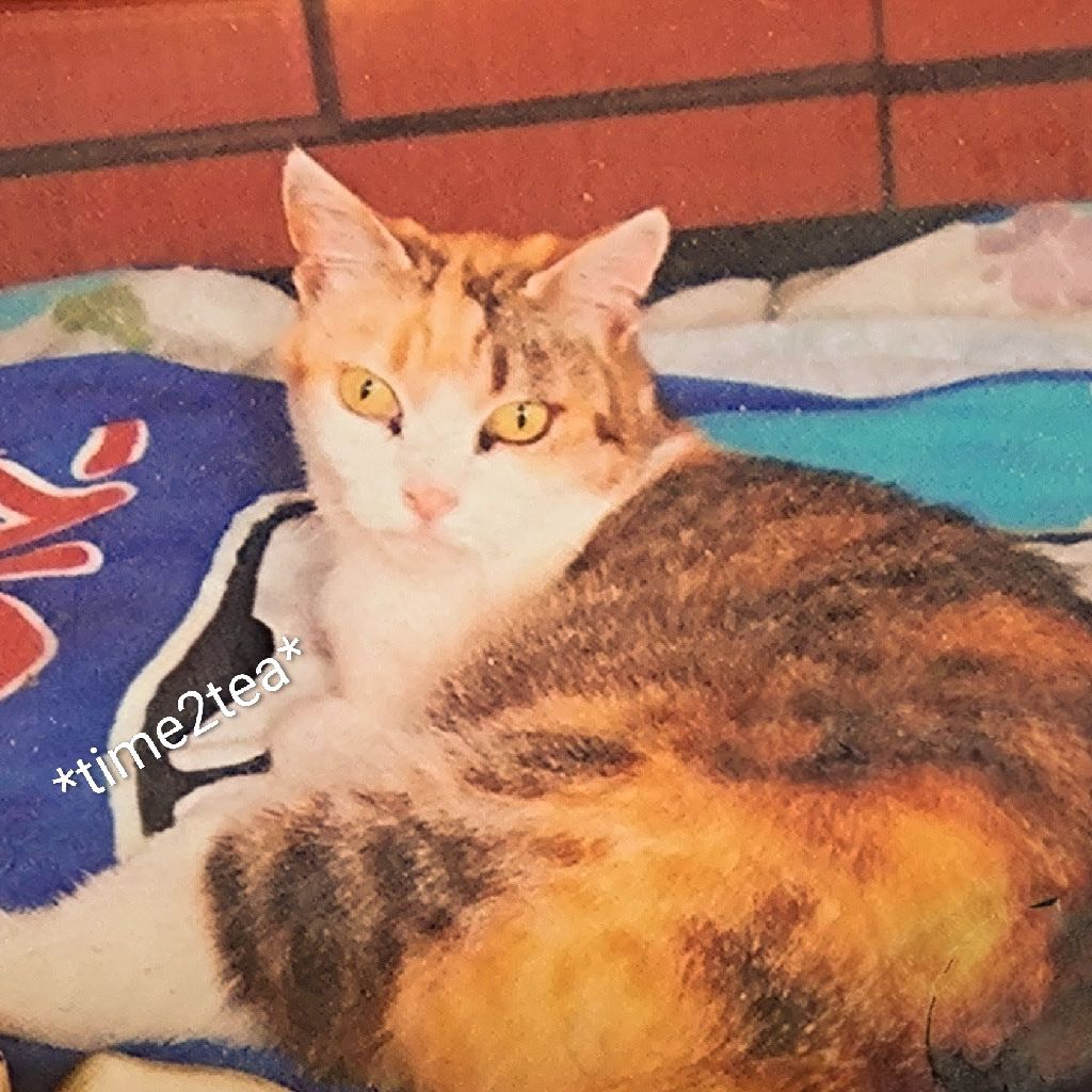 *あるく*　　　（2026.3.9)