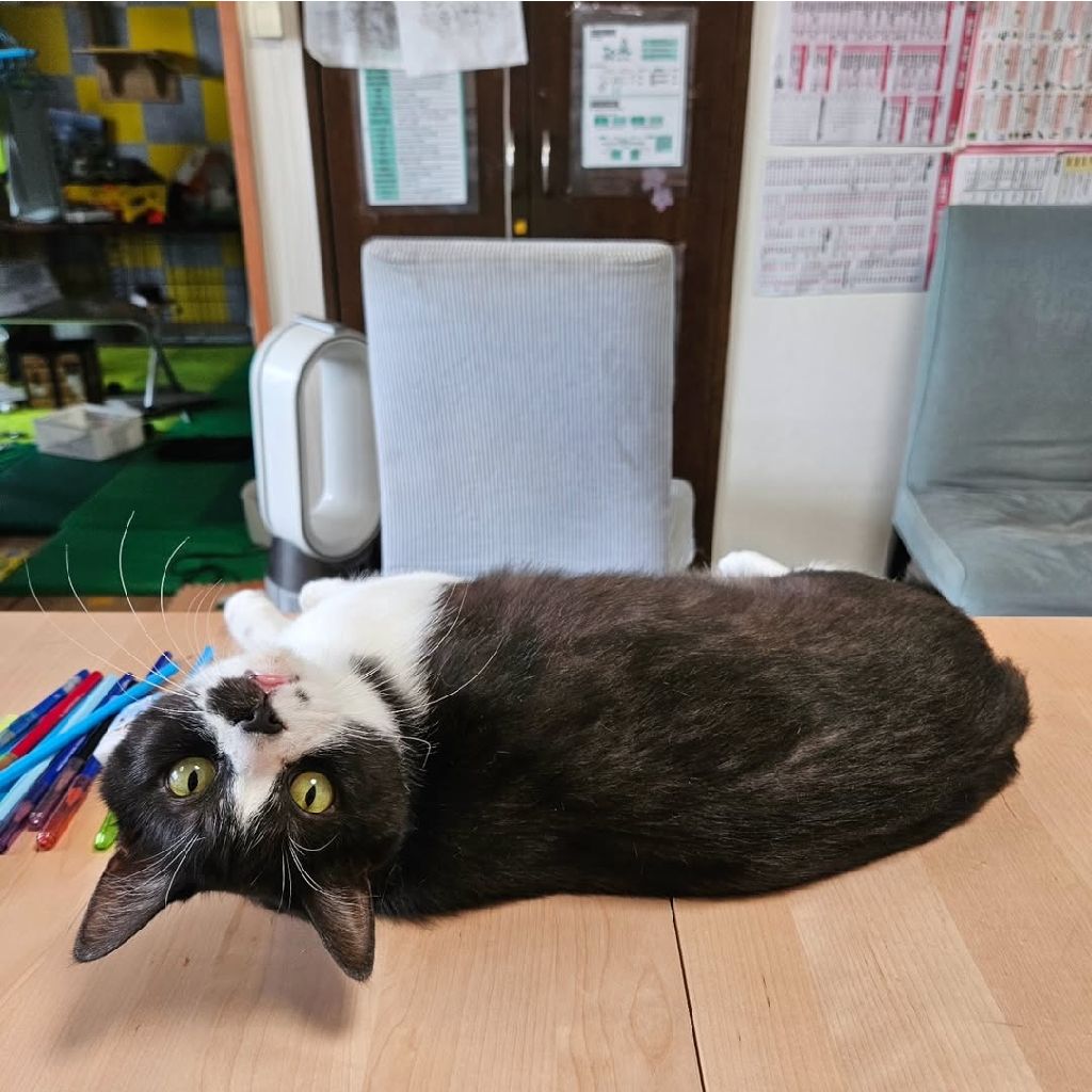 今日の猫エピソード