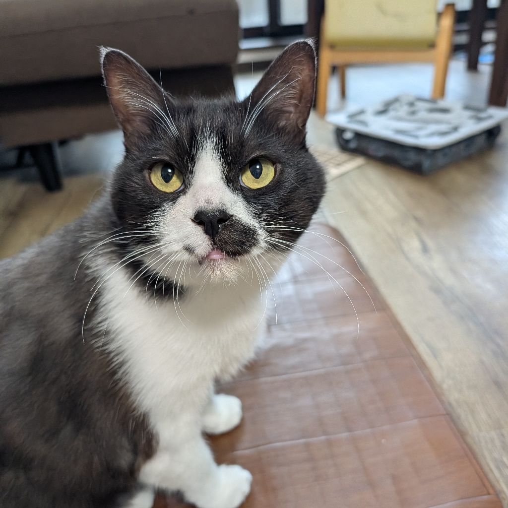 初配信　保護猫めろんの紹介