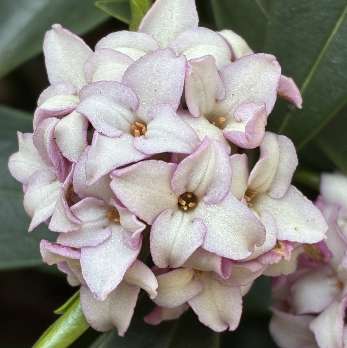 DJおはなの番組