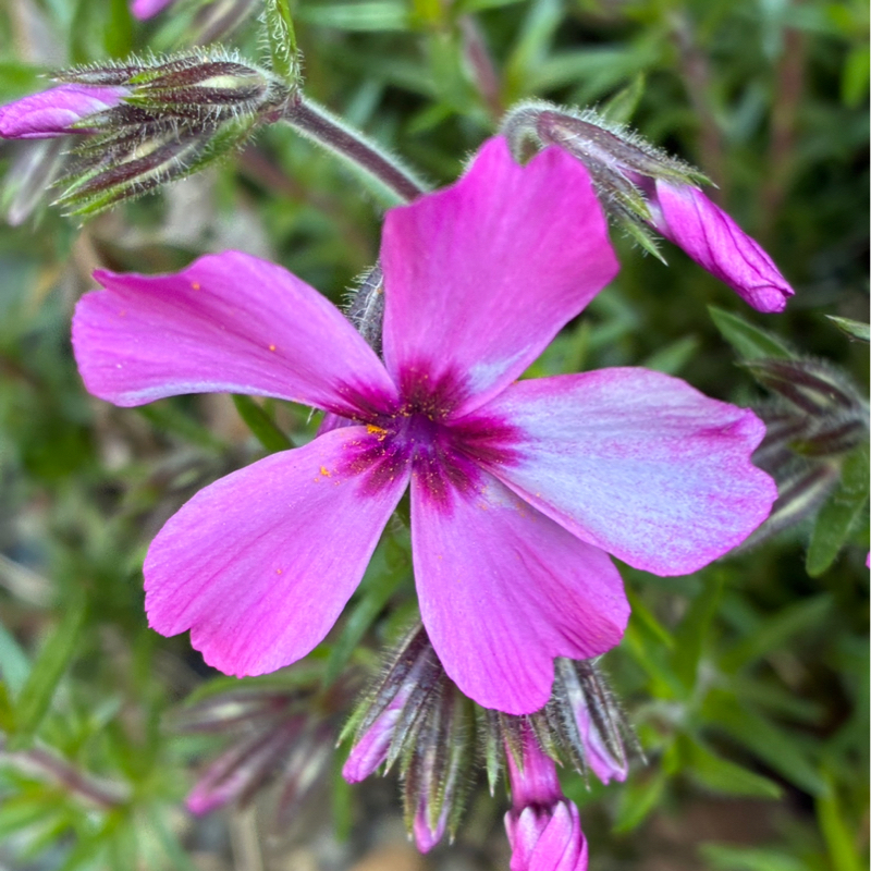 カード占い🌱日本神界と和草カード