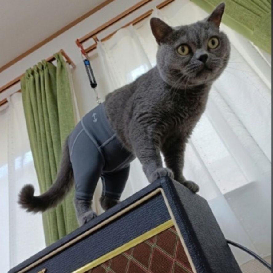 #67 AIで猫にヨガパンツをひたすら履かせてる