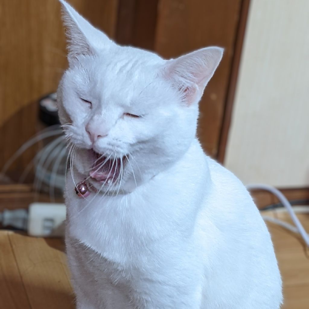 第2回:私の脳内の話