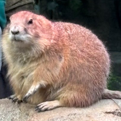 【雑談】職場クネクネ自認おばさん