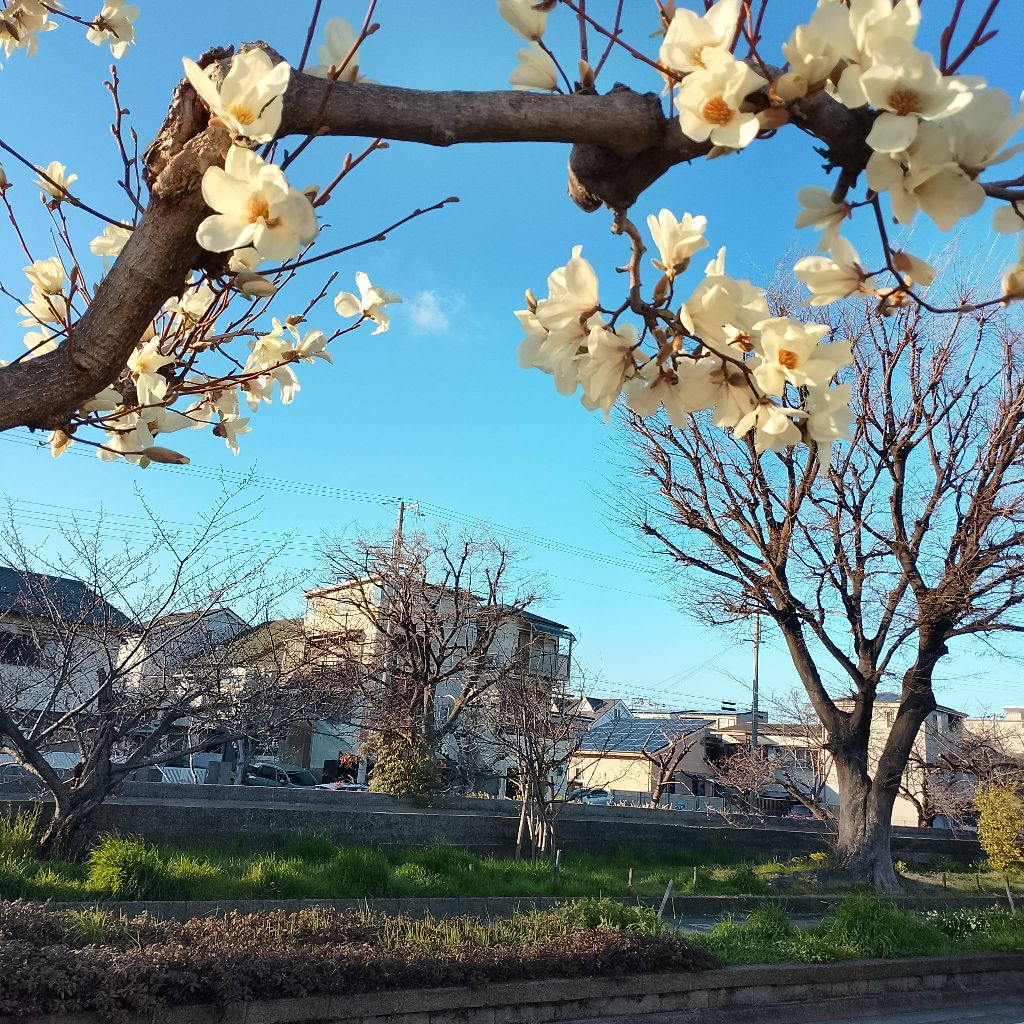 自称萬ゴリラの番組