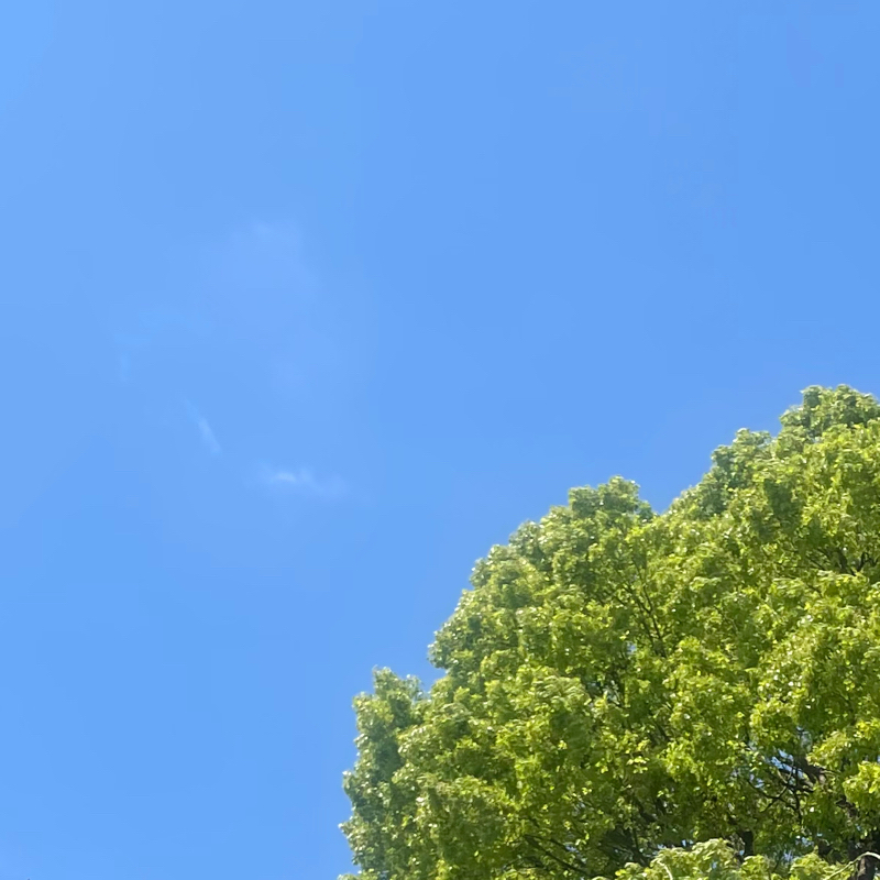 今日のおみくじ