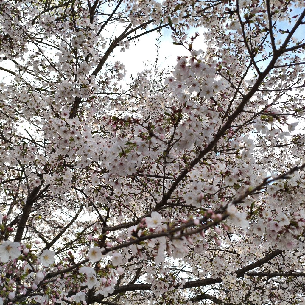 推しの新規絵を見ながら話す①