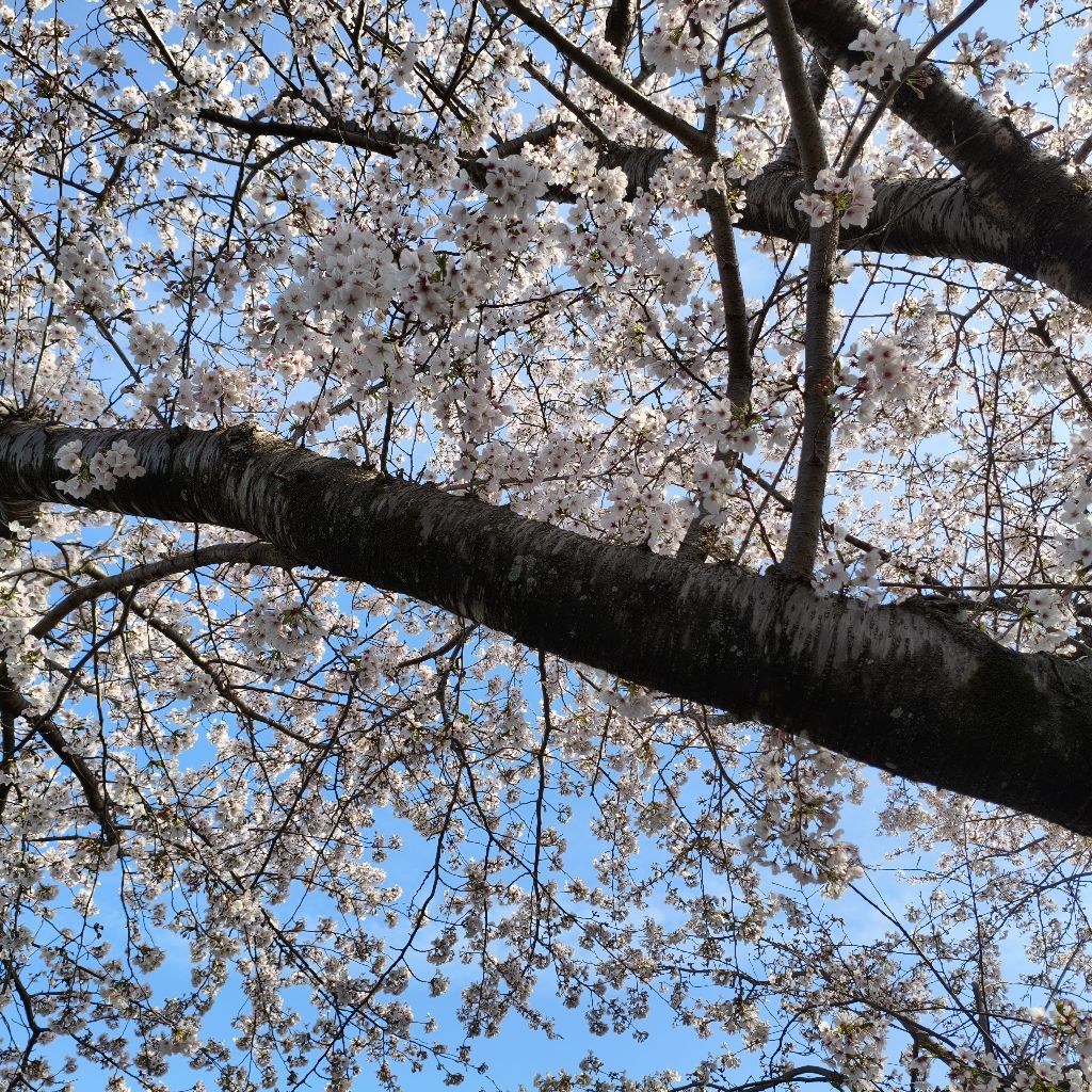 推しの新規絵を見ながら話す②