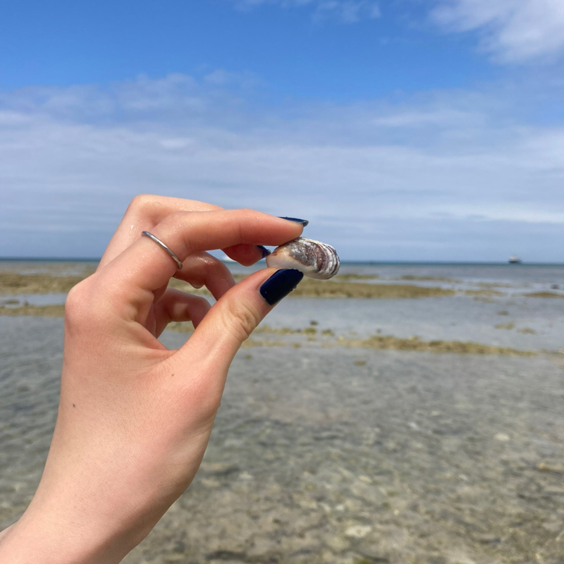 ガイハンボッシーの雑談