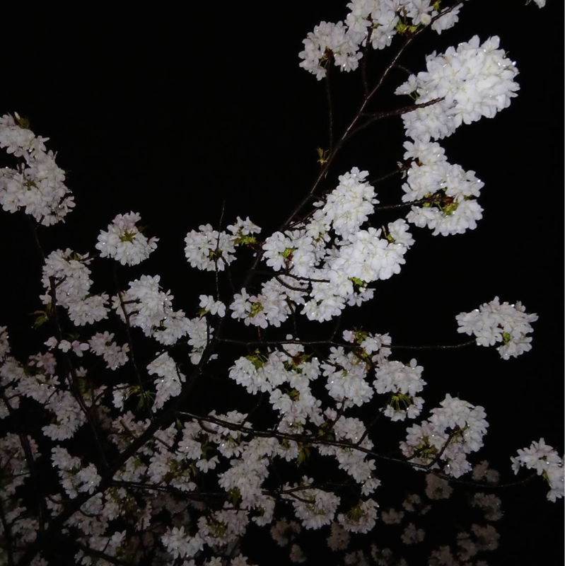 #3_春がやって来たのかもしれない…🌸