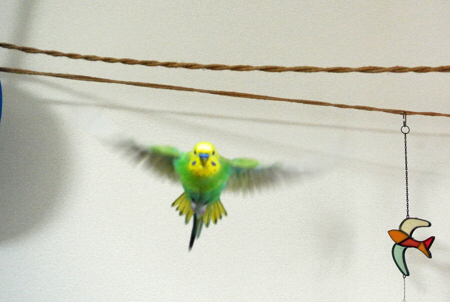 結婚おめでとう