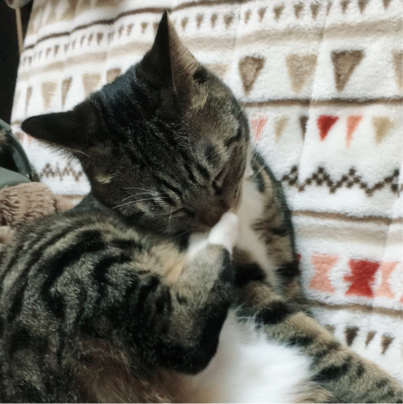 今日のゴイゴイ