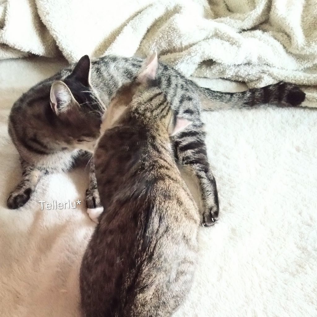 *ねことそらじを*r