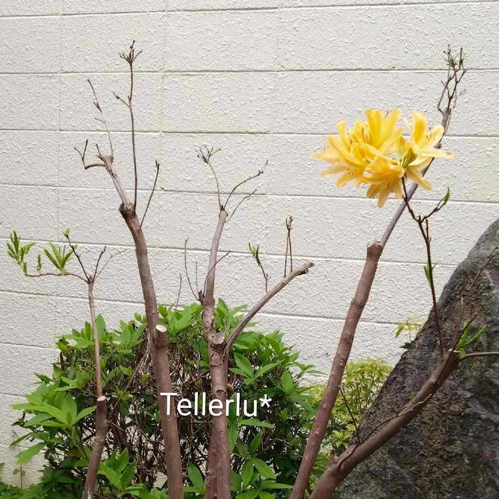 ささやかな　☕