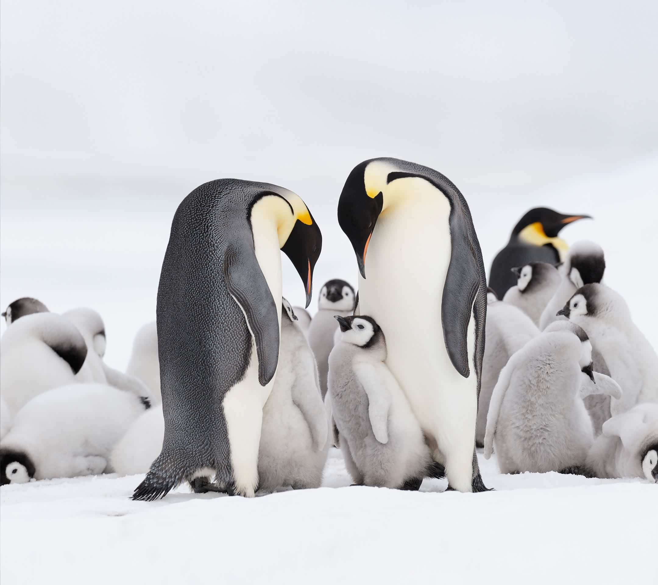短編創作ラジオドラマ　[タイトル]　夏と恋とライバルと