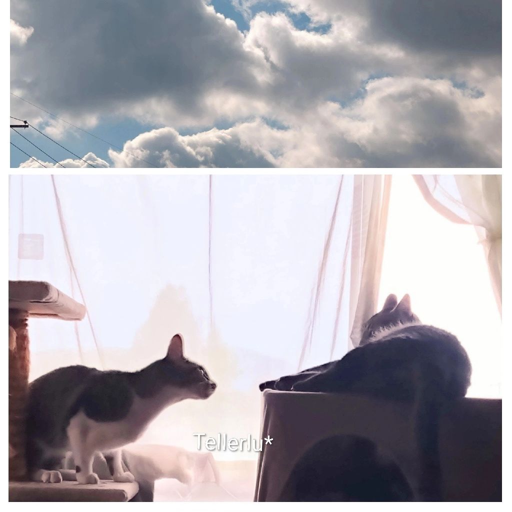 ねことそらじを