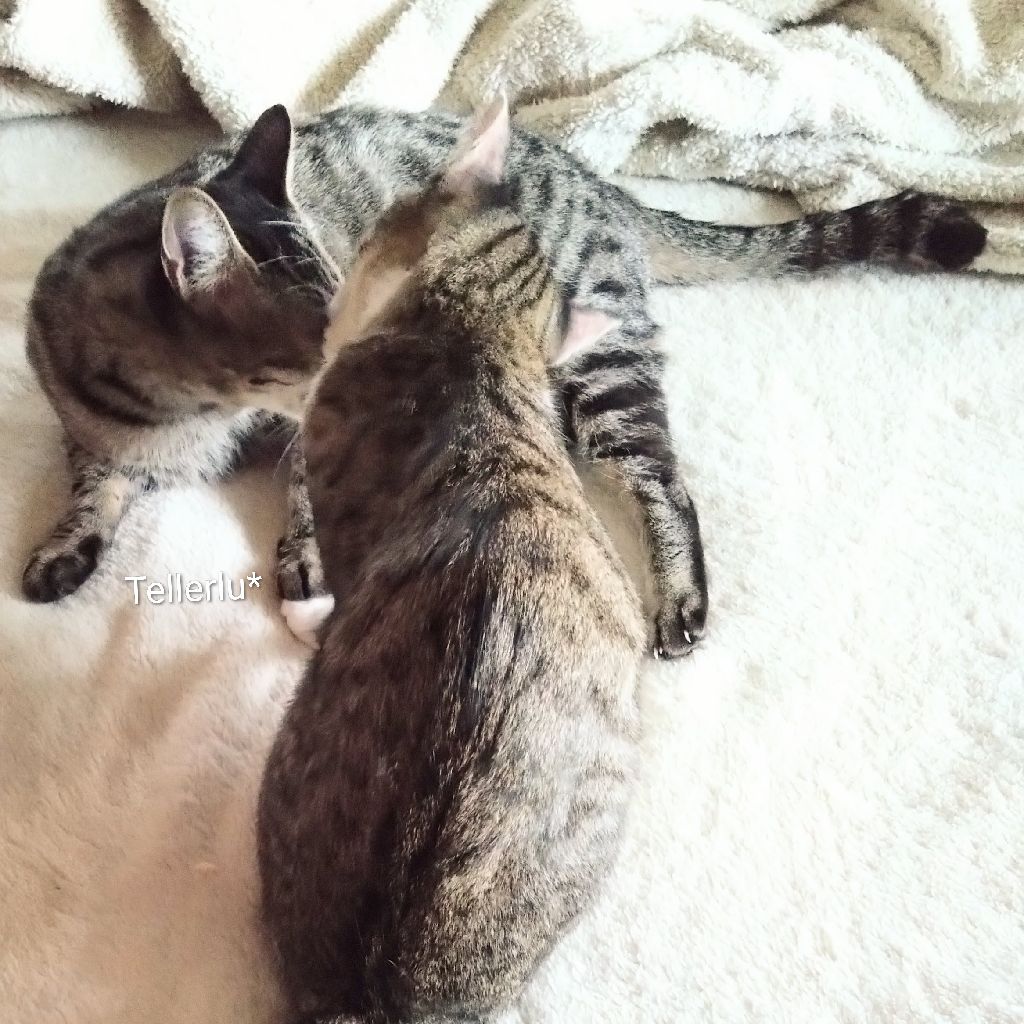 Tellerlu*（ﾃﾗﾙ)