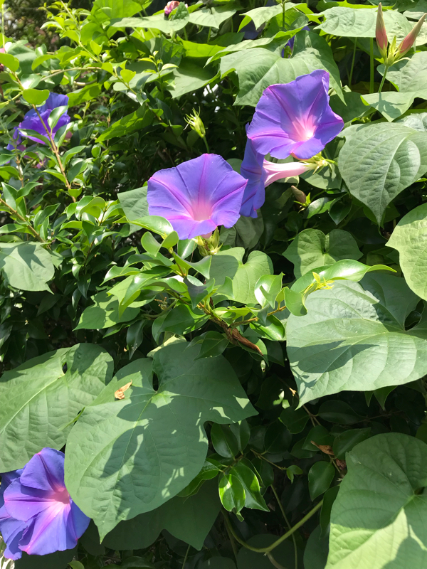 屋上でちょっぴり漫画の話