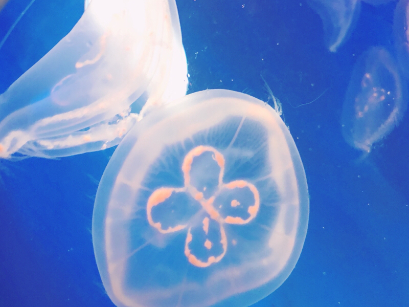 自己紹介のやつ