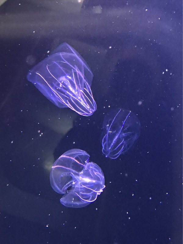 オンリーお疲れ様でした