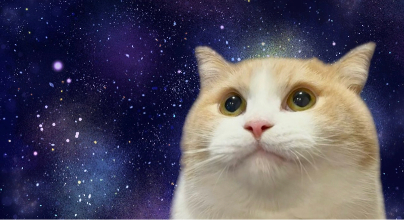 猫