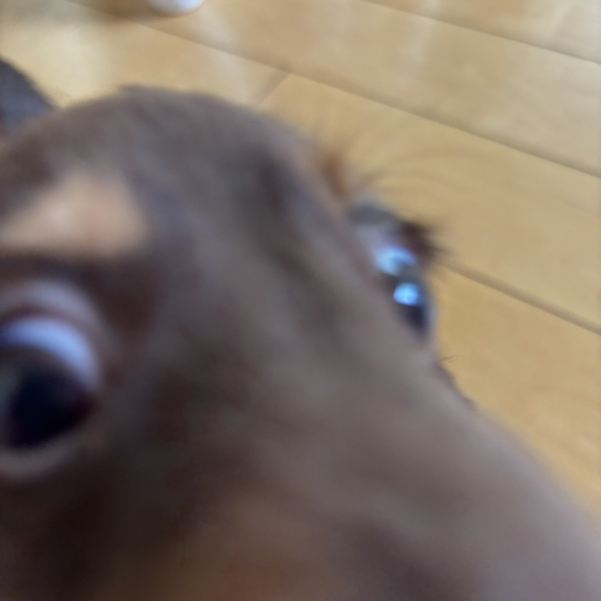 お散歩出来ない犬