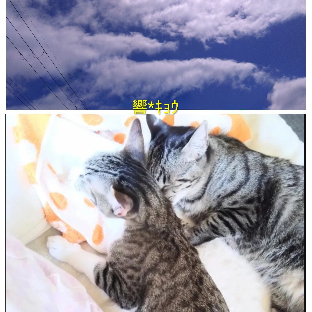 2026.6.21 猫のご飯🤔