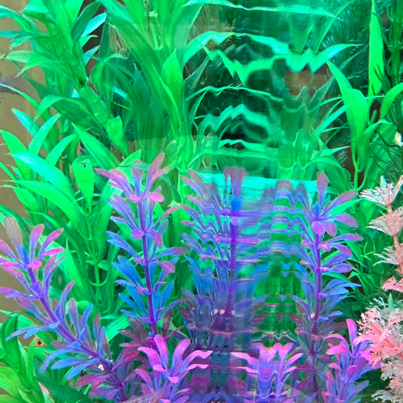 🔜🔋はじめまして。で、すき家のはなし。🪬🔚