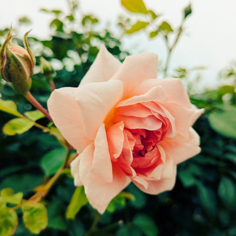 #1 初めまして回【珠ラジオ】