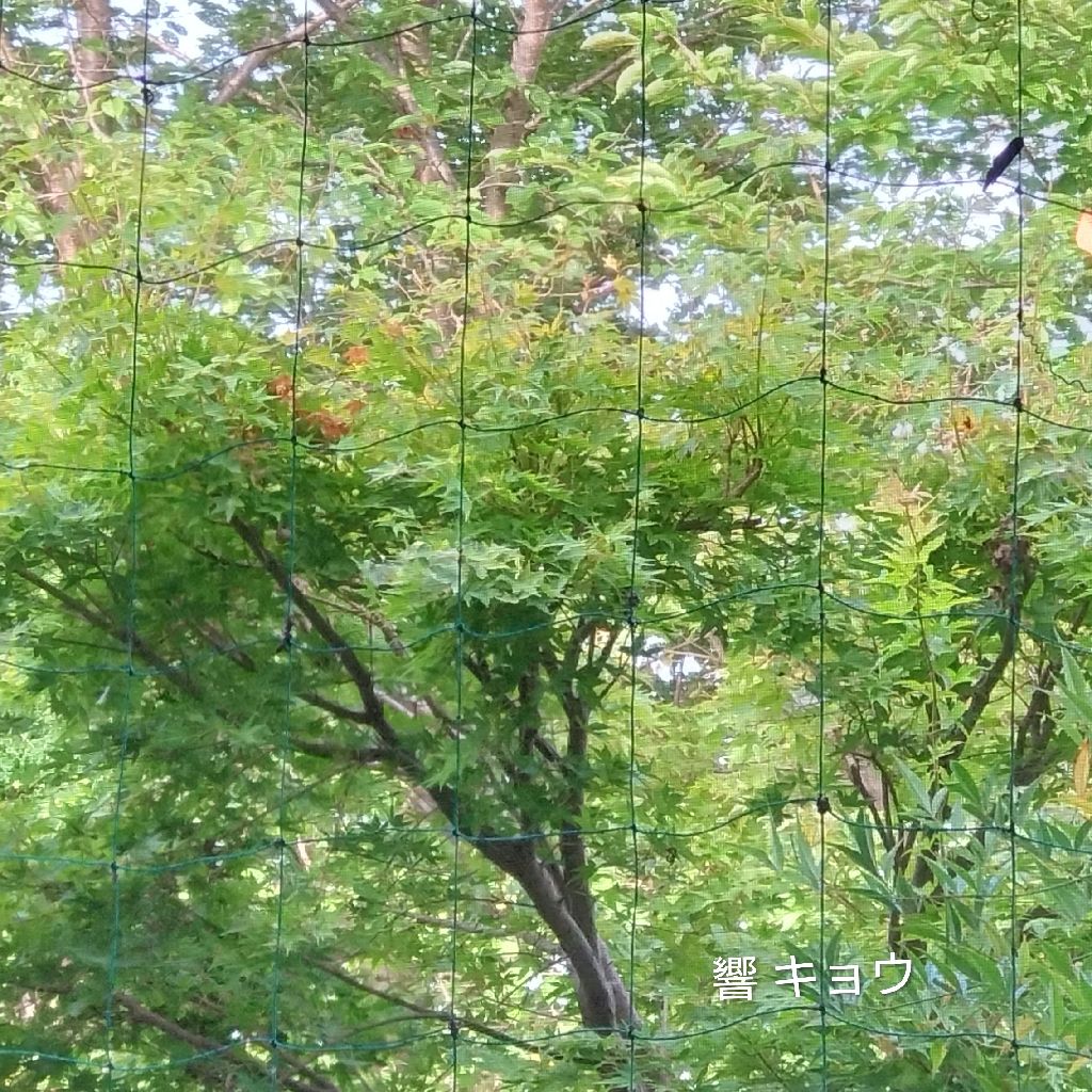 ♪唱歌『汽車』😽~