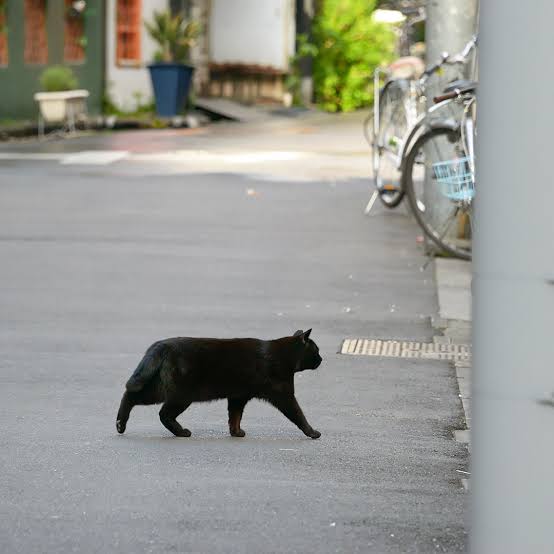 𓃠‪黒猫道　　東京事変