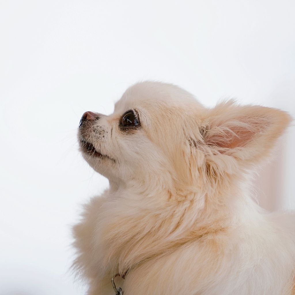 犬。