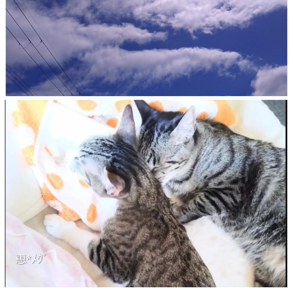 恵*ﾒｸﾞ