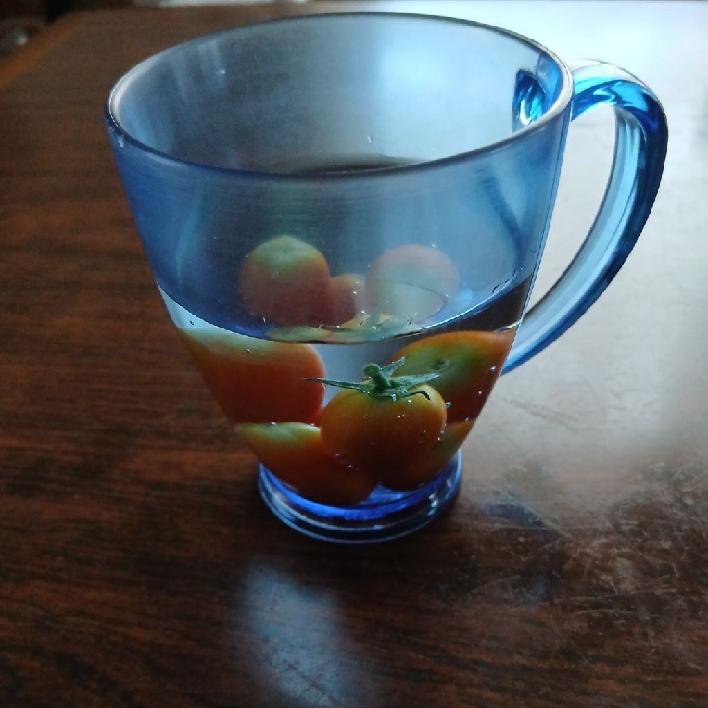 ミニトマト🍅と雑談