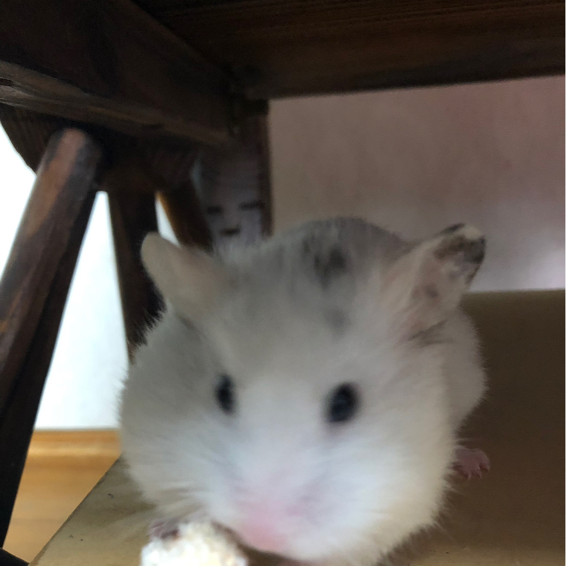 しがない　監督