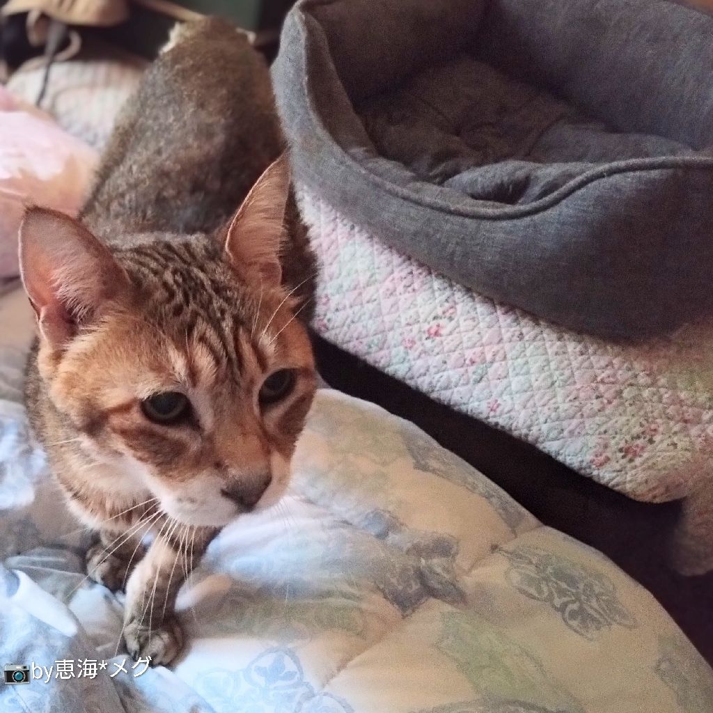 あめ。