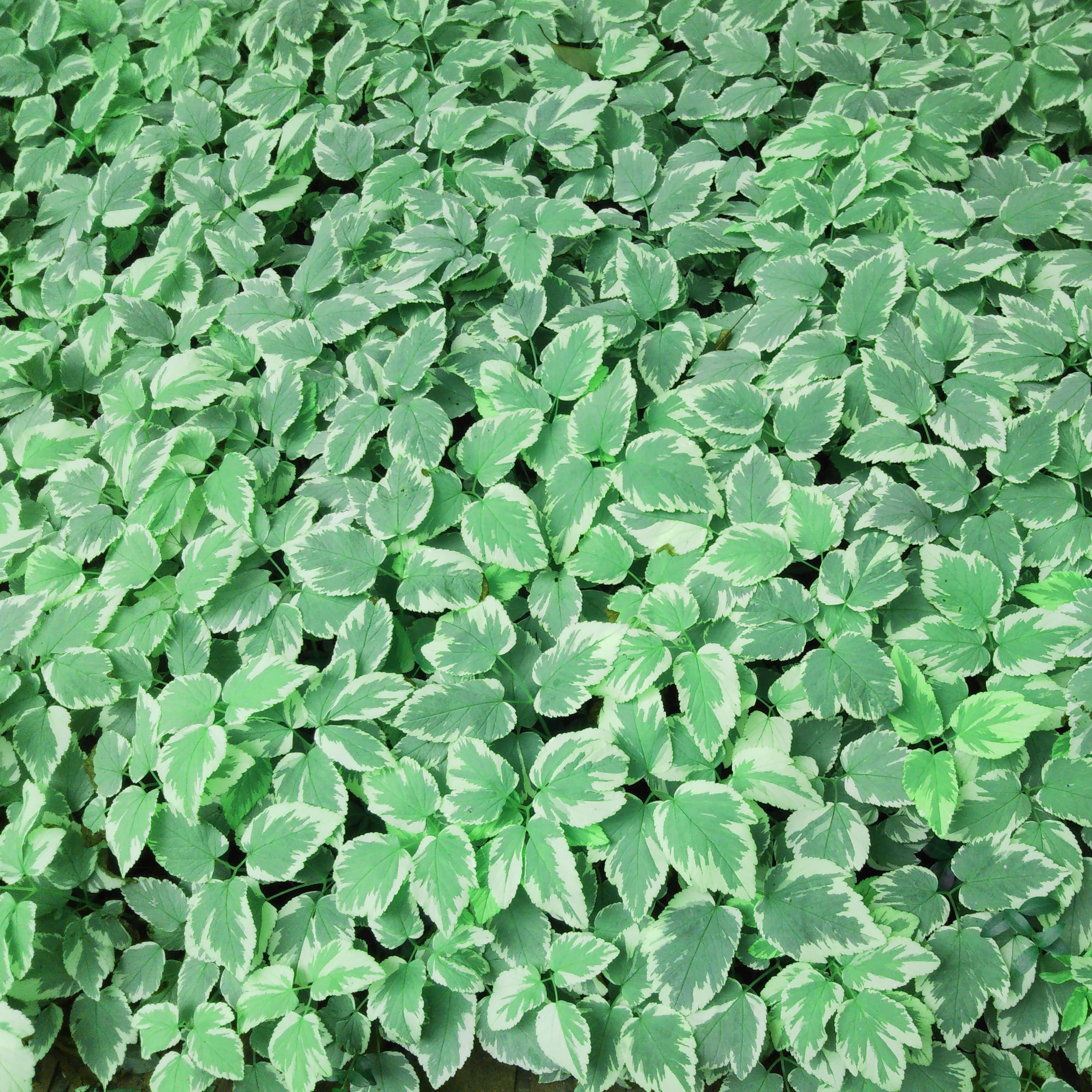 あちまるラジオ